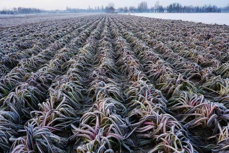 Galleria_Radicchio-Rosso-di-Treviso_