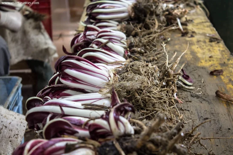 Radicchio-Rosso-di-Treviso-Tardivo-IGP